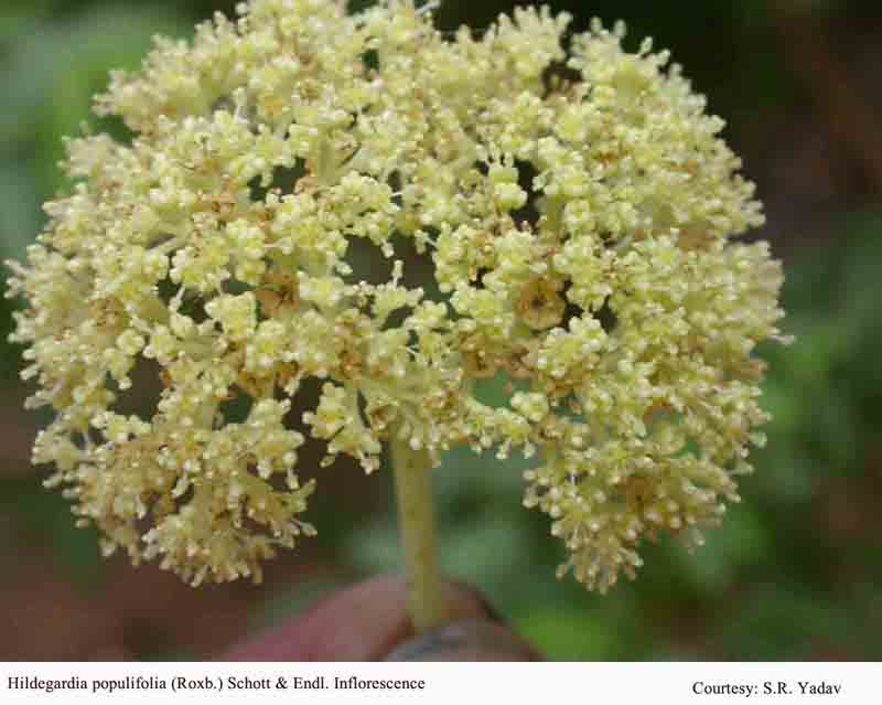 Hildegardia populifolia (Roxb.) Schott & Endl. Inforescence